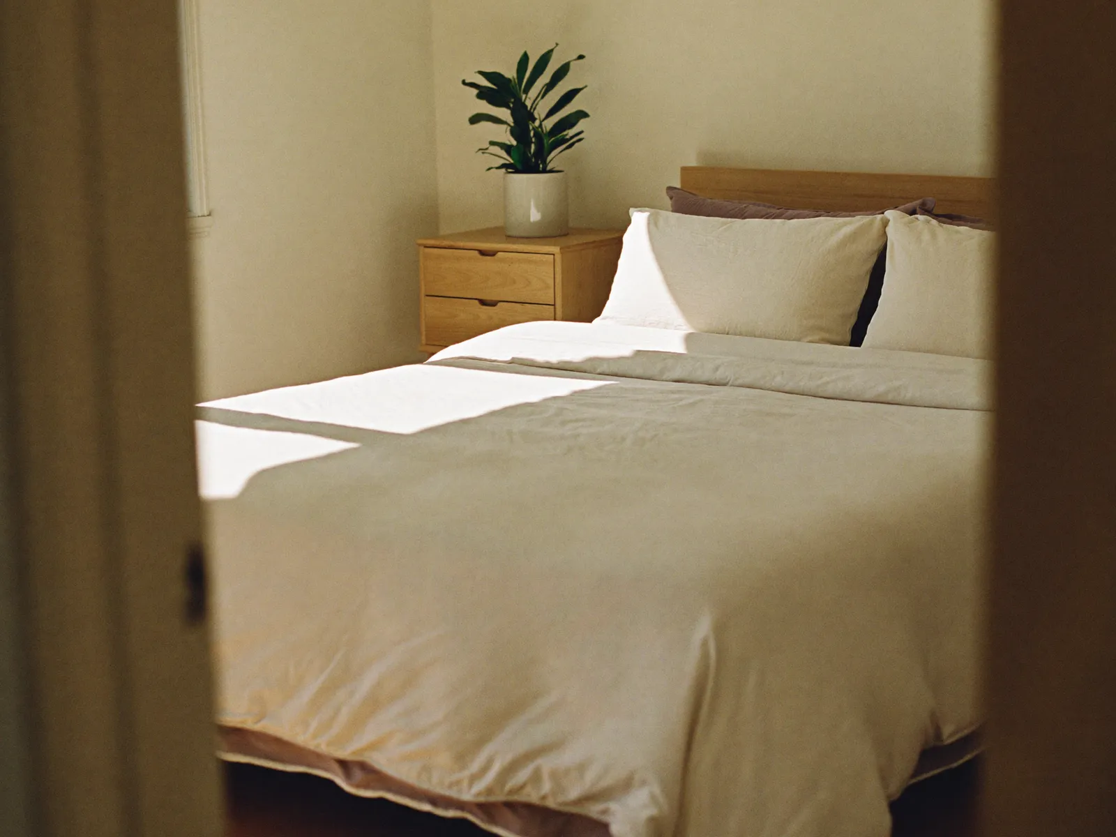 Morning light falling across a quiet room with a plant